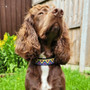 Neerdog Cosmos Collar