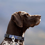 Neerdog Dusk Blue Collar
