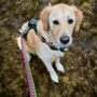 Neerdog Lantana Harness