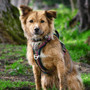 Neerdog Lantana Harness