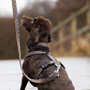 Neerdog Erysimum Harness