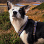 Neerdog Erysimum Harness