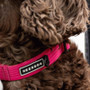 Neerdog Cosmos Pink  Lead