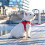 Dog Copenhagen Walk Go Harness Red