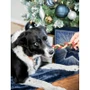 Cupid & Comet No Rawhide Gift Bag 280g