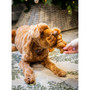 Cupid & Comet Teddy Bear 50g