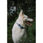Twiggy Tags Oasis Horizon Collar