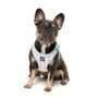 Fuzzyard Bubblegum Harness