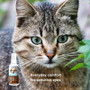 Lucca Probiotic Eye Care 100Ml for Cats & Dogs