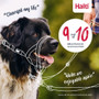Coa Halti Headcollar Blue in 4 Sizes