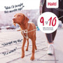 Coa Halti No Pull Harness Blue in Two Sizes