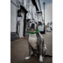 Twiggy Tags Awareness Collar Friendly