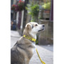 Twiggy Tags Awareness Collar Nervous - 5 Sizes Dog Collar