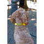 Twiggy Tags Awareness Collar Nervous - 5 Sizes Dog Collar