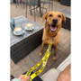 Twiggy Tags Awareness Multiway Nervous Dog Lead