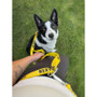 Twiggy Tags Awareness Multiway Nervous Dog Lead