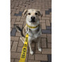 Twiggy Tags Awareness Close Control Nervous Dog Lead