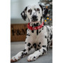 Twiggy Tags Awareness Collar Do Not Pet  - 5 Sizes Dog Lead