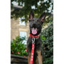 Twiggy Tags Awareness Collar Do Not Pet  - 5 Sizes Dog Lead