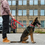 Twiggy Tags Awareness Multiway Do Not Pet Dog Lead