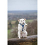 Twiggy Tags Oasis Horizon Dog Harness - 6 Sizes