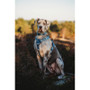Twiggy Tags Oasis Horizon Dog Harness - 6 Sizes