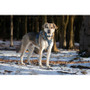 Twiggy Tags Oasis Horizon Dog Harness - 6 Sizes