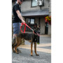 Twiggy Tags Awareness Close Control Do Not Pet Dog Lead
