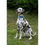 Twiggy Tags Awareness Collar Training - 5 Sizes Dog Collar