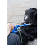 Twiggy Tags Awareness Close Control Training Dog Lead