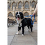 Twiggy Tags Awareness Close Control Training Dog Lead