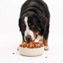 Years Fresh Steak and Kidney Mushroom Hotpot Wet Dog Food