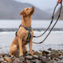 Neerdog Flextra Rope Lead Green
