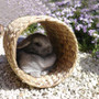 rosewood naturals hyacinth tunnel medium 