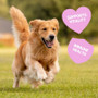 Bound Healthy Immunity 100ml For Dogs