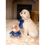 Cupid & Comet Sparkle Slide On Bow Dog Clothing