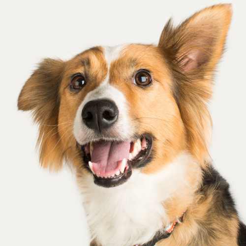 Wet and Dry Dog Food