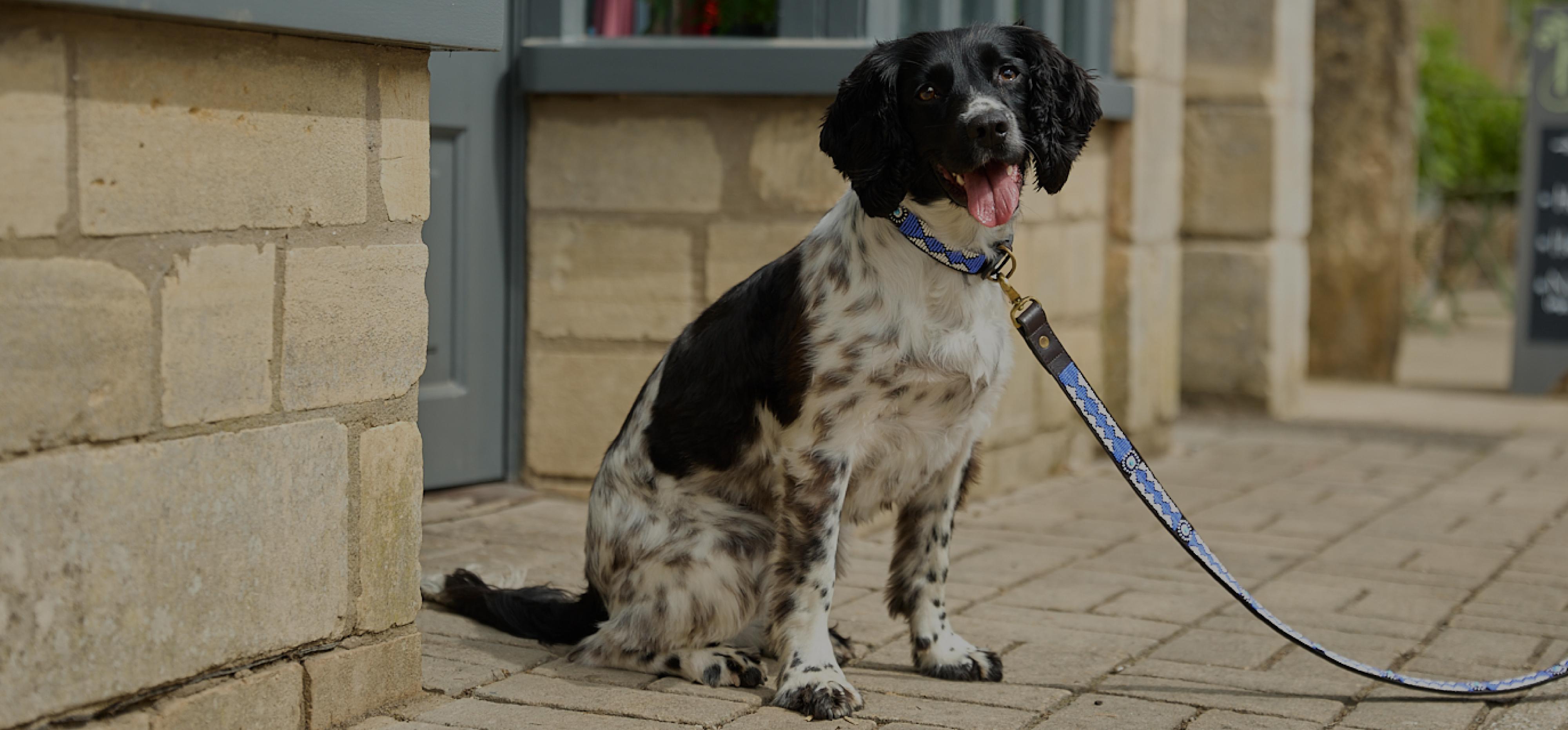 DOG Online Premium Pet Brands