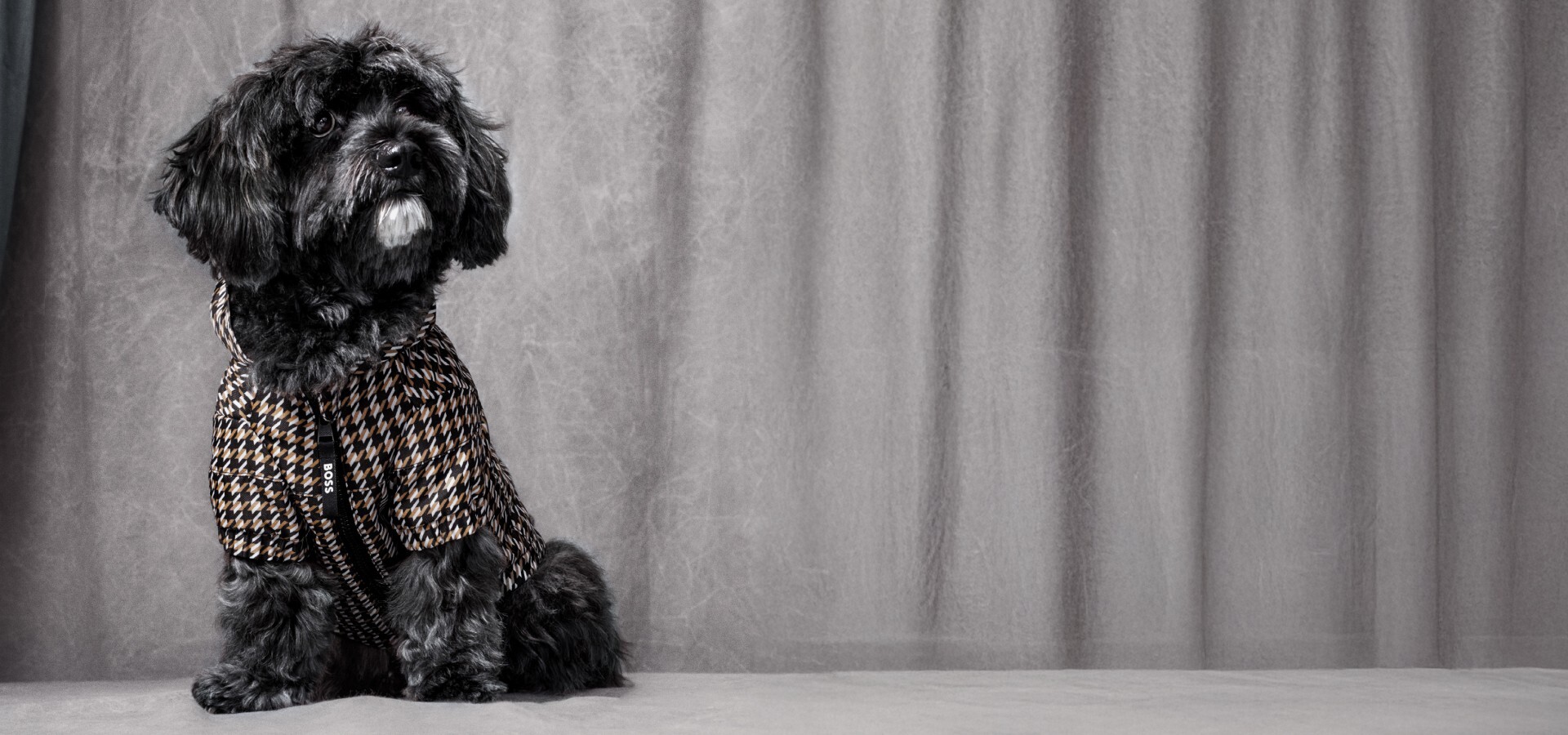 Dog-online-BOSS