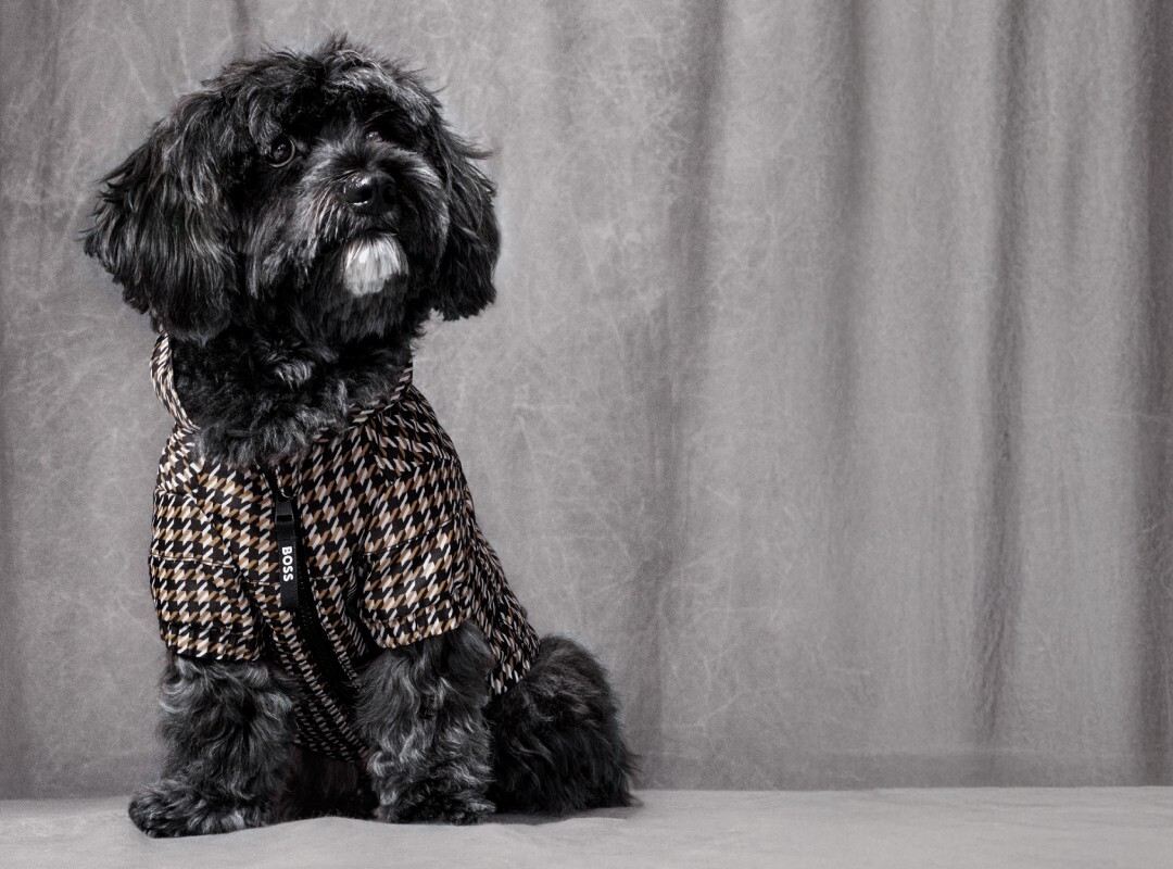 Dog-online-BOSS