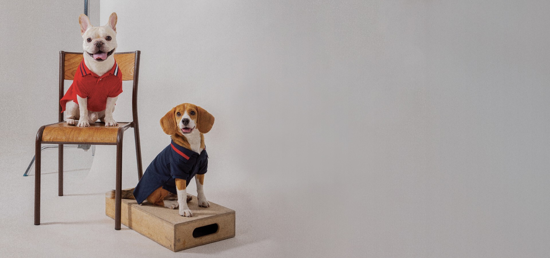 Dog-Online-Tommy-Hilfiger