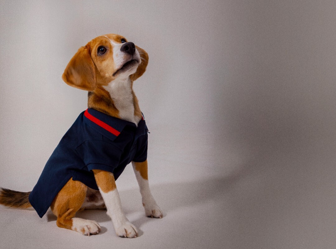 Dog-Online-Tommy-Hilfiger