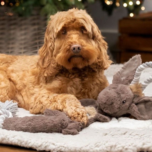 Shop Gifts for Dogs