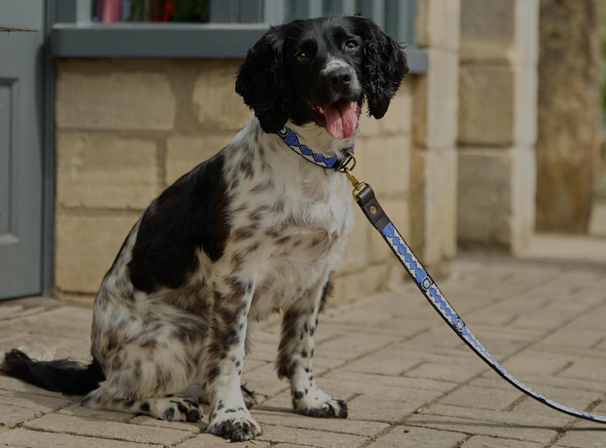 DOG Online Premium Pet Brands
