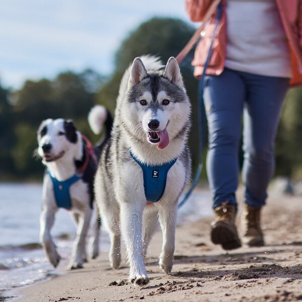 Shop Hurtta Harnesses