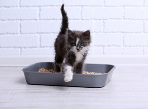 Shop Kitten Litter & Trays