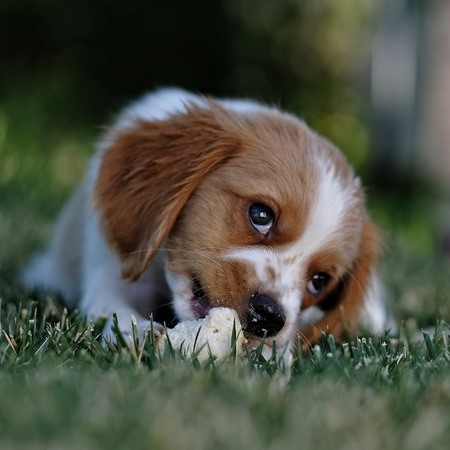 Shop Puppy Treats