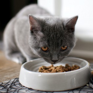 Shop Cat Food Subscriptions