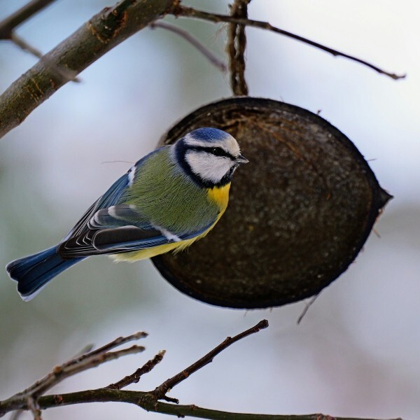 Shop Wild Bird Food