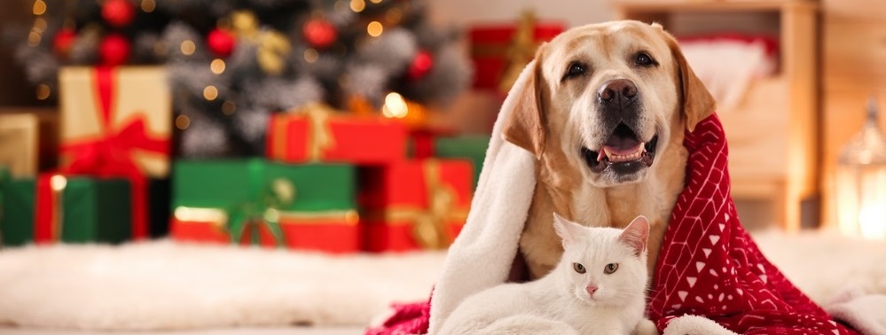 Just_for_Pets_at_Christmas